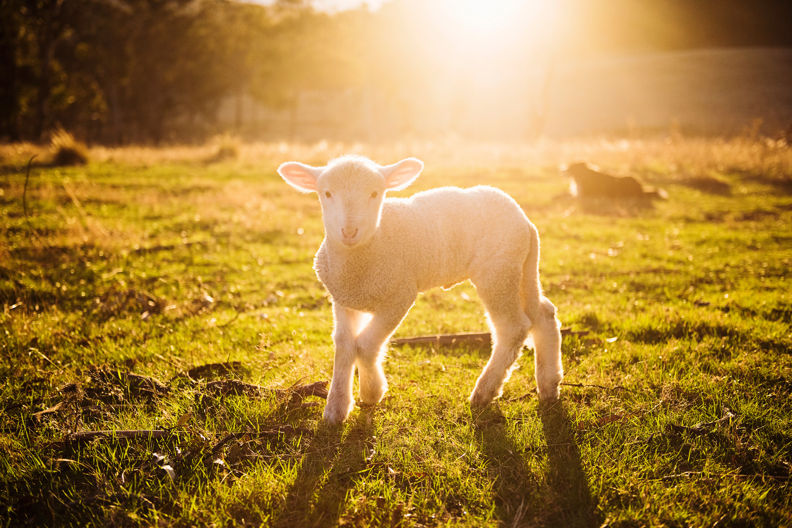 Canva - Shallow Focus Photography of White Sheep on Green Grass